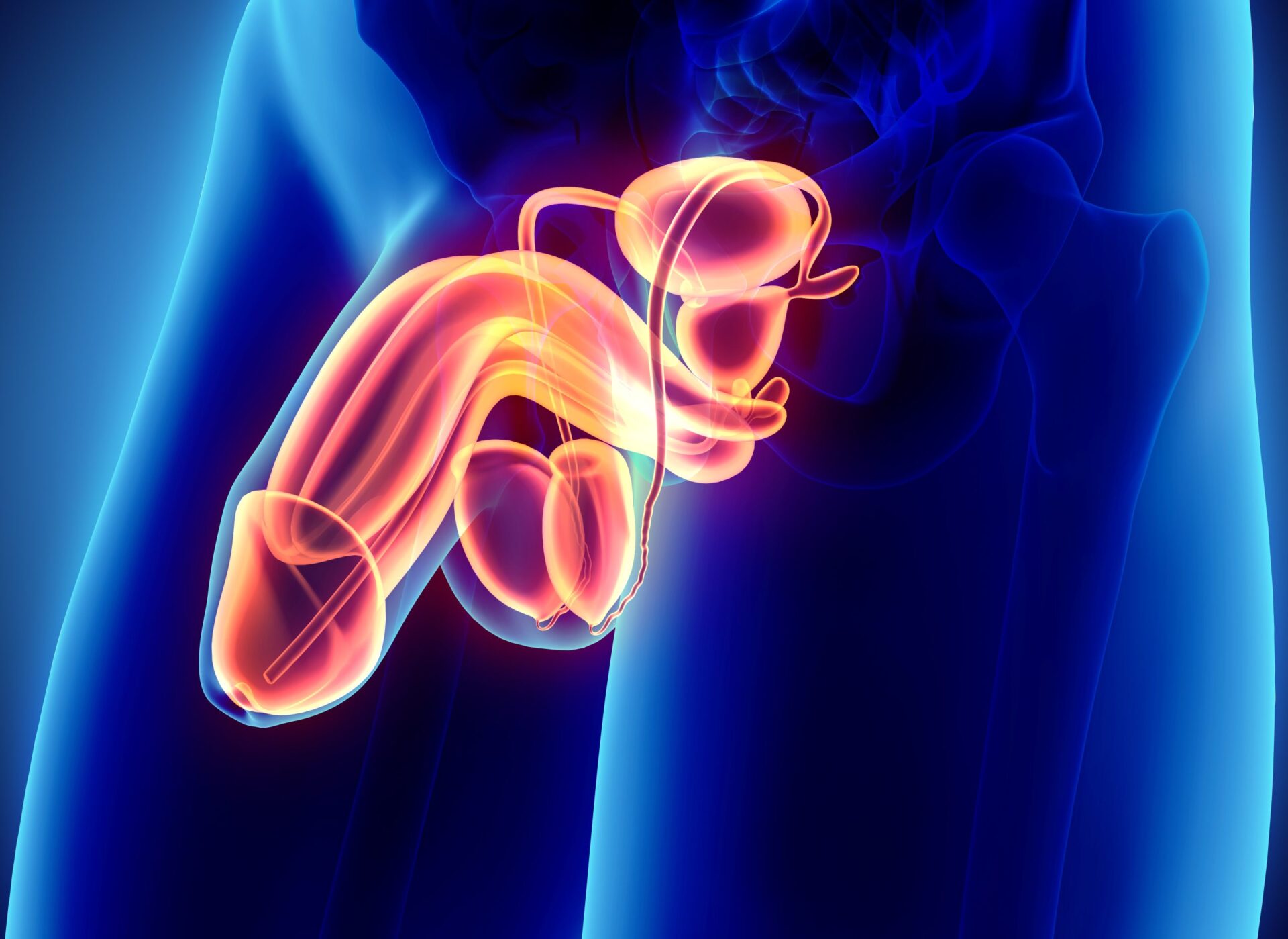 üroloji penis uroloji penis